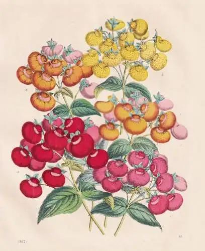(Pantoffelblumen) - Pantoffelblume lady's purse slipper flower Blumen flowers / Botanik botany botanical