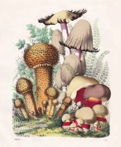 (Pilze) - Pilze mushrooms Champignons / Botanik botany botanical