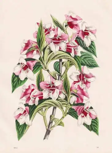 (Weigela amabilis van Houttei) - Weigelien / China / flower Blumen flowers / Botanik botany botanical