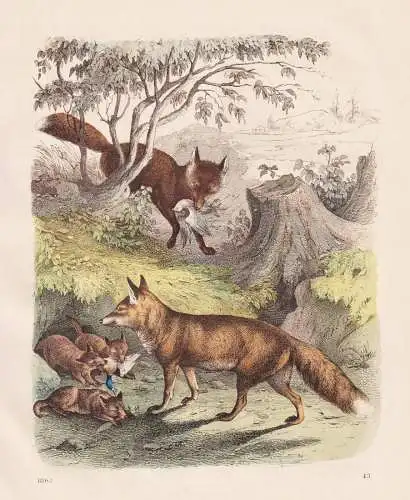 (Füchse) - Fuchs foxes Rotfuchs vulpes Raubtiere predators / Zoologie zoology