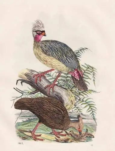 (Bergfasan) - Fasan pheasant Phasianus / Huhn Hahn Hühner chicken / Vögel Vogel birds / Ornithologie ornitho