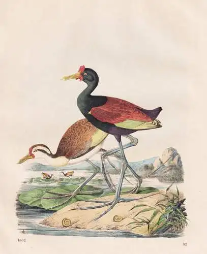 (gesporntes Wasserhuhn) - / Huhn Hahn Hühner chicken / Vögel Vogel birds / Ornithologie ornithology / Zoolog