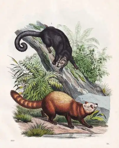 (Katzenbär und Marderbär) - Kleiner Panda Pandabär bear Binturong / Nepal Indien India Bhutan / Zoologie zo