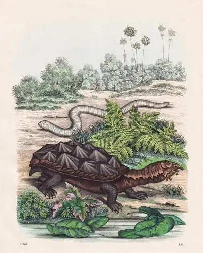 (Matamata Schildkröte - weiße Doppelschleiche) - Schleichen Schlangen snakes Fransenschildkröte Mata-Mata C
