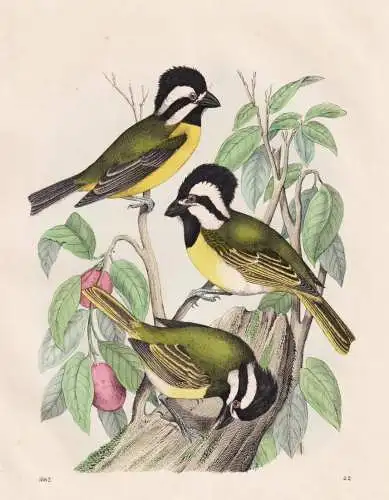 (Würger-Meise) - Meisen Würger Australia Australien / Vögel Vogel birds / Ornithologie ornithology / Zoolog