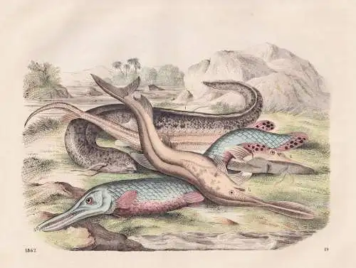 (Hecht / Stör / Molch) - Störe Molche fish fishes poissons Fisch Fische / Zoologie zoology