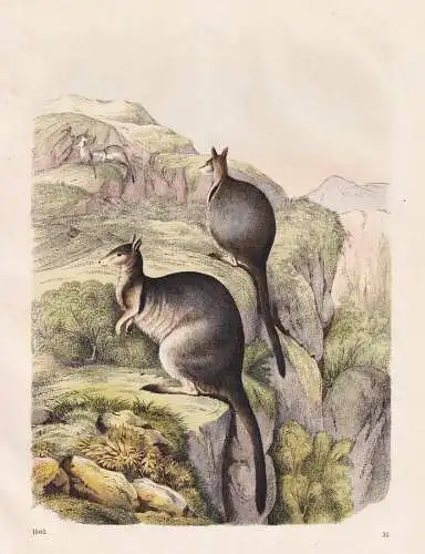 (Känguru) - Känguru kangaroo / Australien Austalia / Zoologie zoology