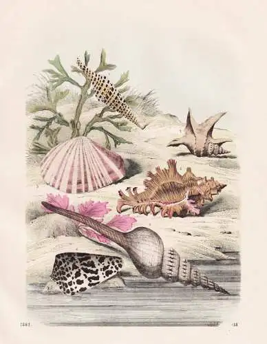 (Muscheln und Schnecken) - Muscheln sea shells snails Meeresmuscheln Schnecke / Weichtiere Mollusken molluscs