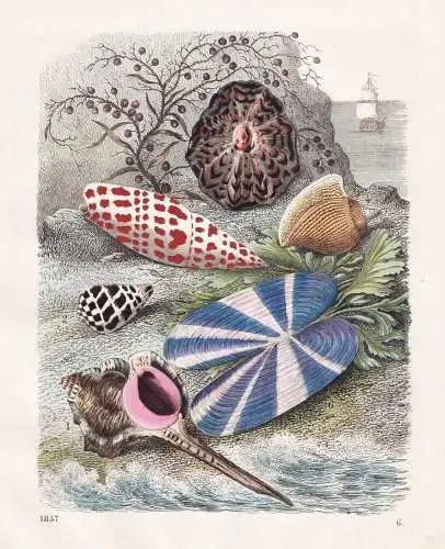 (Muscheln und Schnecken) - Muscheln sea shells snails Meeresmuscheln Schnecke / Weichtiere Mollusken molluscs