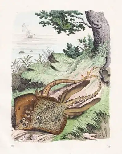 (Rochen) - Rochen rays Raie Fische fishes / Zoologie zoology