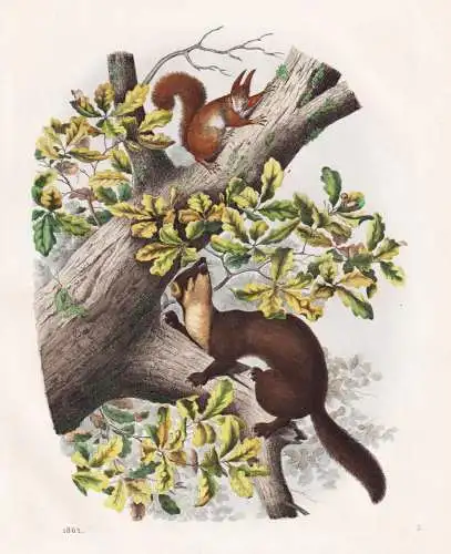 (Mader und Eichhörnchen) - Eichhörnchen squirrel Steinmarder stone marten / Zoologie zoology