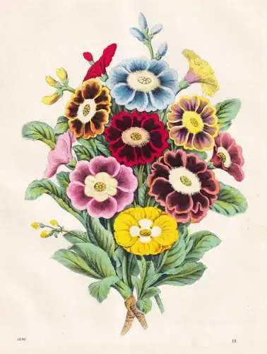 (Aurikeln) - Aurikel Primula auricula Blumenstrauß / flower Blumen flowers / Botanik botany botanical