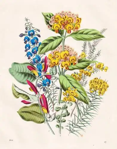 (Blumen aus Australien) - Austalien Australia Blumenstrauß / flower Blumen flowers / Botanik botany botanical