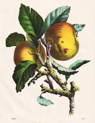 (Rambour Apfel) - Apfel Äpfel apple apples pomme / Obst fruits / Pomologie pomology / Botanik botany botanica