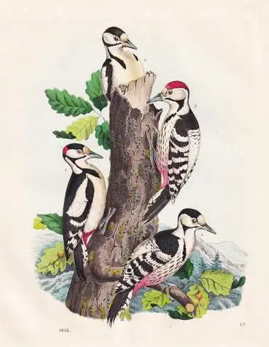 (Bundspechte) - Spechte Picidae woodpecker  / Vögel Vogel birds / Ornithologie ornithology / Zoologie zoology