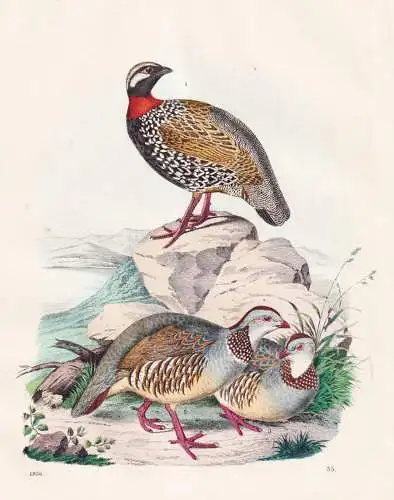 (Südeuropäische Hühnerarten) - Huhn Hahn Hühner chicken / Vögel Vogel birds / Ornithologie ornithology /