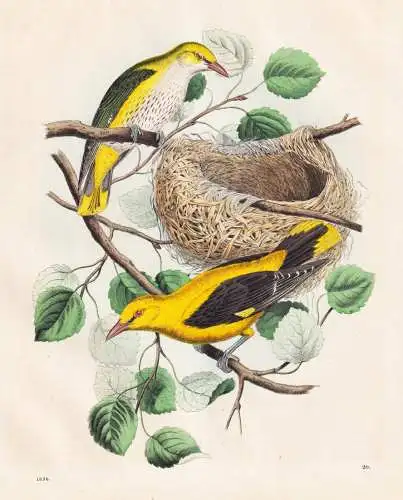 (Kirchpirol) - Pirol Oriolus oriolus / Vögel Vogel birds / Ornithologie ornithology / Zoologie zoology