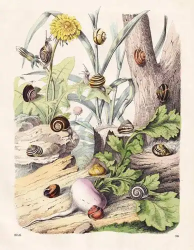 (Die Gartenschnecke) - snails Schnecken Schneckenhaus / Weichtiere Mollusken molluscs / Zoologie zoology