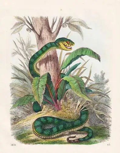 (Giftschlangen aus Sumatra) - Schleichen Schlangen snakes / Reptil Reptilien reptiles / Zoologie zoology