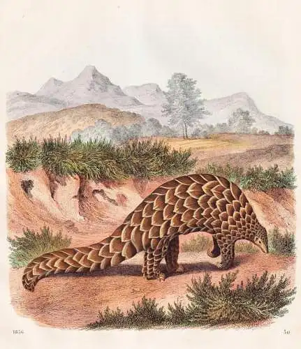 (Gürteltier) - Gürteltiere Schuppentier Gürteltier armadillo Euphractus sexcinctus / Südamerika South Amer