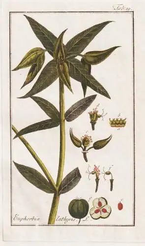 Euphorbia lathyris - caper spurge Kreuzblättrige Wolfsmilch / Pflanzen plants / flowers Blumen / botanical Bo