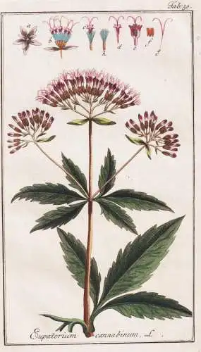 Eupatorium cannabinum - Wasserdost hemp-agrimony Wasserhanf holy rope Kunigundenkraut  / Pflanzen plants / flo