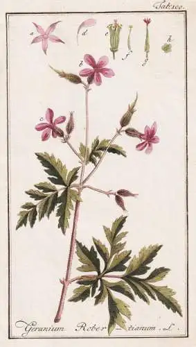 Geranium Rober-tianum - Geranium robertianum Ruprechtskraut herb-robert Storchschnabel Robert's geranium / Pfl