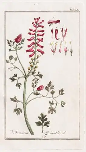 Fumaria officinalis - Erdrauch fumitory earth smoke / Pflanzen plants / flowers Blumen / botanical Botanik bot