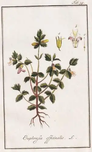 Euphrasia officinalis - Augentrost eyebright eyewort / Pflanzen plants / flowers Blumen / botanical Botanik bo