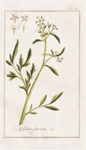 Lepidium sativum - Gartengresse Garten-Kresse garden cress / Pflanzen plants / flowers Blumen / botanical Bota