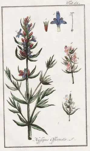 Hyssopus officinalis - Ysop hyssop / Kräuter herbs / Pflanzen plants / flowers Blumen / botanical Botanik bot