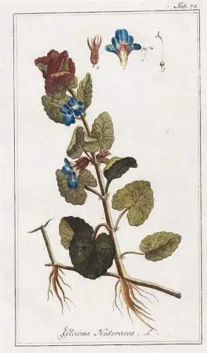 Glecoma hederacea - Glechoma hederacea Gundermann Gundelrebe ground-ivy / Pflanzen plants / flowers Blumen / b