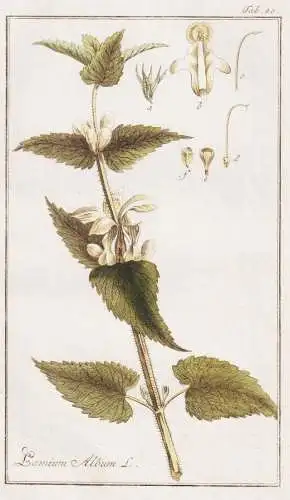 Lamium album - Weiße Taubnessel white nettle dead-nettle Brennnesseln / Pflanzen plants / flowers Blumen / bo
