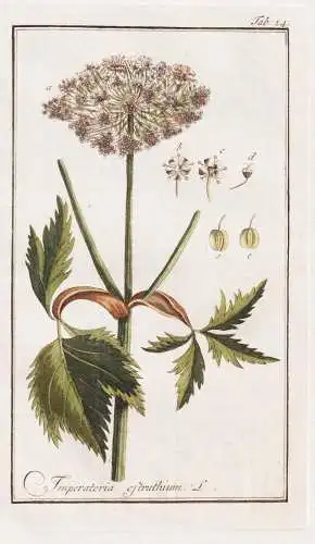 Imperatoria ostruthium - Meisterwurz masterwort / Pflanzen plants / flowers Blumen / botanical Botanik botany