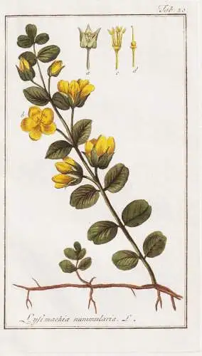 Lysimachia nummularia - Pfennig-Gilbweiderich moneywort creeping jenny Pfennigkraut Münzkraut  / Pflanzen pla