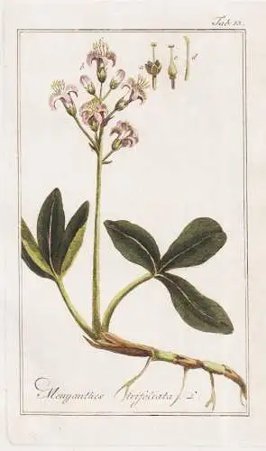Menyanthes trifoliata - Fieberklee bogbean buckbean Klee clover / Pflanzen plants / flowers Blumen / botanical