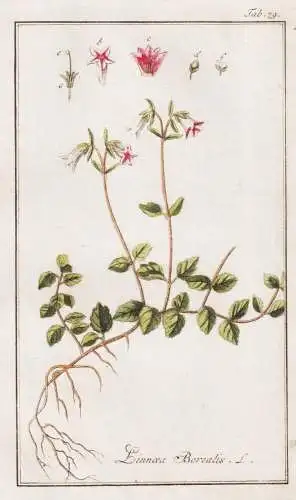 Linnaea Borealis - Moosglöckchen twinflower Erdglöckchen / Pflanzen plants / flowers Blumen / botanical Bota