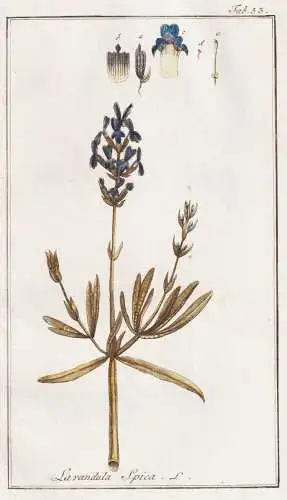 Lavandula spica - Lavendel broadleaved lavender Speik / Pflanzen plants / flowers Blumen / botanical Botanik b