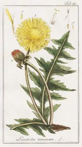 Leontodon taraxacum - Löwenzahn hawkbits Milchkraut / Pflanzen plants / flowers Blumen / botanical Botanik bo