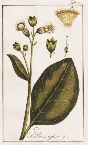 Nicotiana rustica - Bauern-Tabak Aztec tobacco / Amazonas Südamerika South America / Pflanzen plants / flower