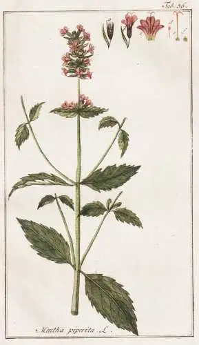 Mentha piperita - Pfefferminze peppermint Minze mint / Pflanzen plants / flowers Blumen / botanical Botanik bo