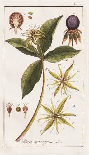 Paris quadrifolia - Einbeere herb Paris true lover's knot / Pflanzen plants / flowers Blumen / botanical Botan