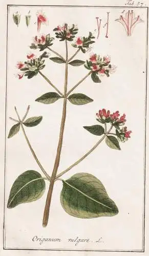 Origanum vulgare - Oregano Echter Dost / Gewürze spices Kräuter herbs / Pflanzen plants / flowers Blumen / b