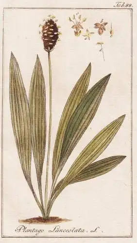 Plantago lanceolata - Spitzwegerich ribwort plantain / Pflanzen plants / flowers Blumen / botanical Botanik bo