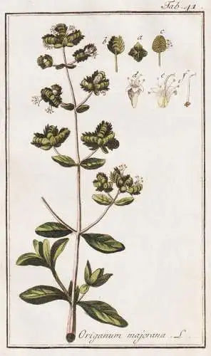 Origanum majorana - Majoran marjoram / Kräuter herbs / Pflanzen plants / flowers Blumen / botanical Botanik b