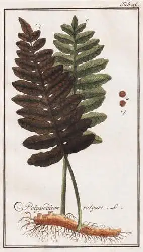 Polypodium vulgare - Tüpfelfarn polypody Farne fern / Pflanzen plants / flowers Blumen / botanical Botanik bo
