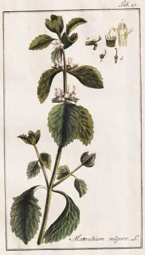 Marrubium vulgare - Andorn Helfkraut Weißer Dorant white horehound / Pflanzen plants / flowers Blumen / botan