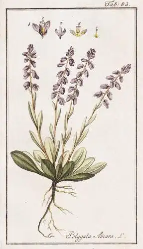 Polygala Amara - Kreuzblume Milchblume milkwort / Pflanzen plants / flowers Blumen / botanical Botanik botany