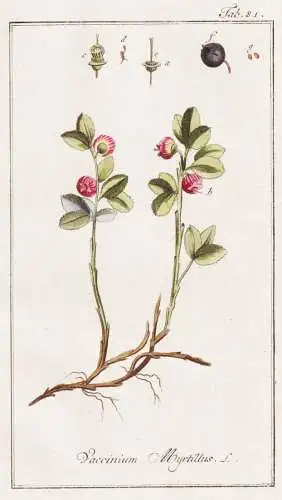 Vaccinium Myrtillus - Heidelbeeren Blaubeeren blueberry Bilberry / Beeren berry berries / Pflanzen plants / fl