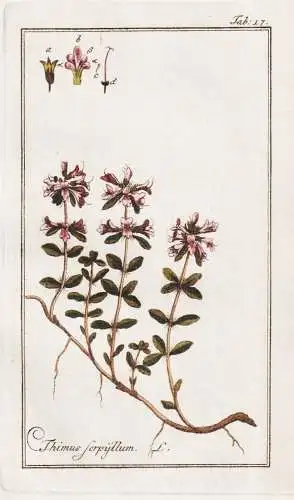 Thimus serpyllum - Thymus serpyllum Sand-Thymian thyme / Gewürze spices / Pflanzen plants / flowers Blumen /